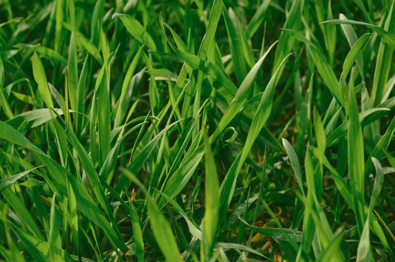 Пырей ползучий – Elytrigia repens (l.) Nevski.