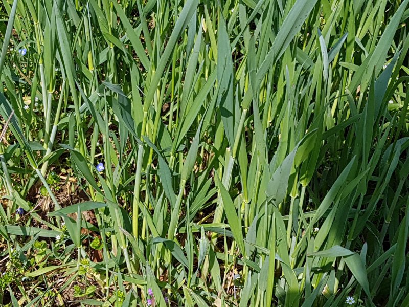 Пырей ползучий – Elytrigia repens (l.) Nevski.