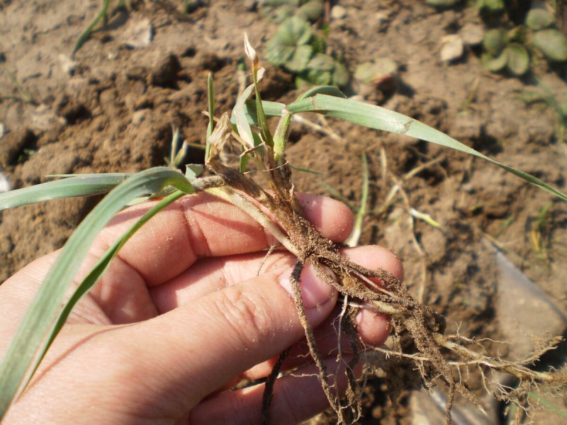 Пырей ползучий (Elytrigia repens)