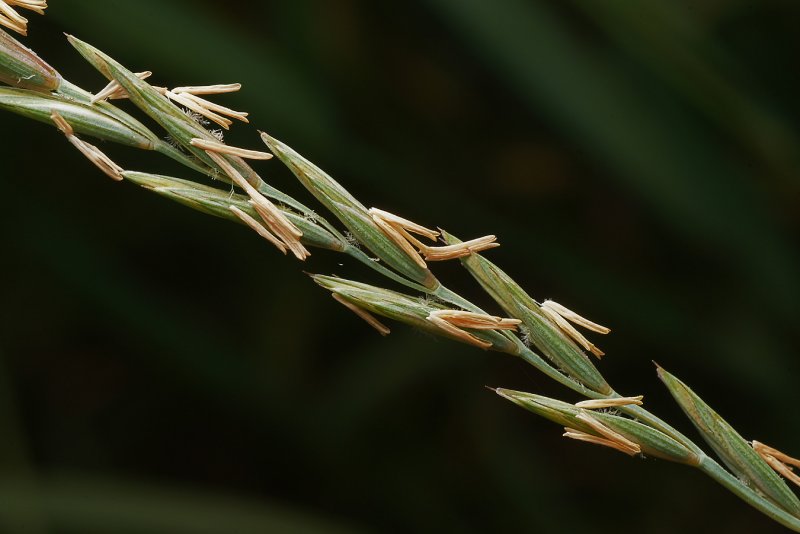 Пырей ползучий (Elytrigia repens)