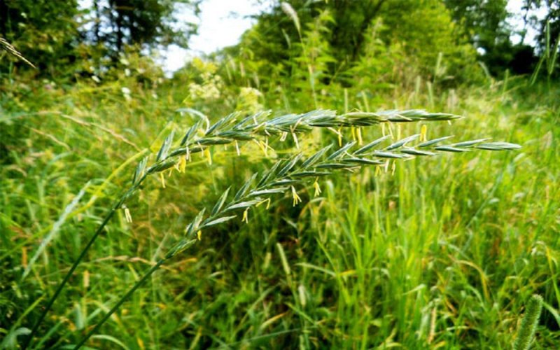 Пырей ползучий (Elytrigia repens)