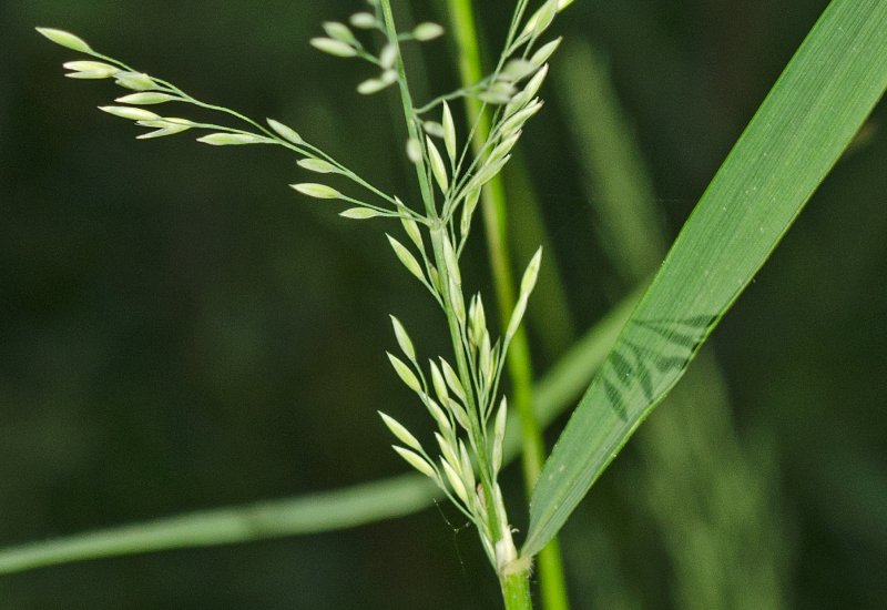 Пырей ползучий – Elytrigia repens (l.) Nevski.