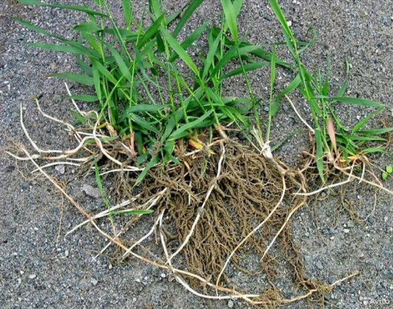 Пырей ползучий (Elytrigia repens)