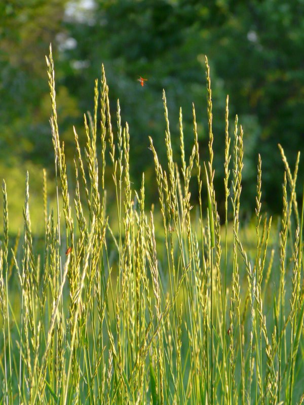 Пырей ползучий (Elytrigia repens)