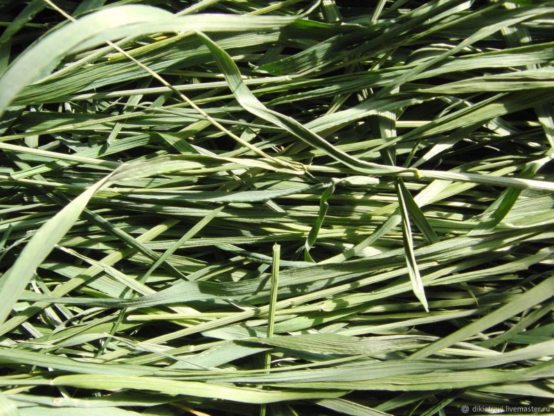 Пырей ползучий (Elytrigia repens)
