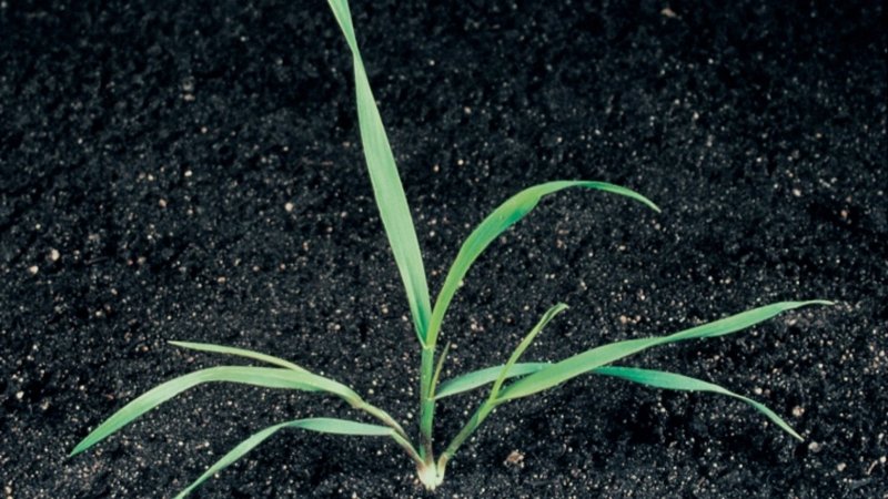 Пырей ползучий Agropyron repens