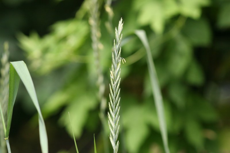 Agropyron repens