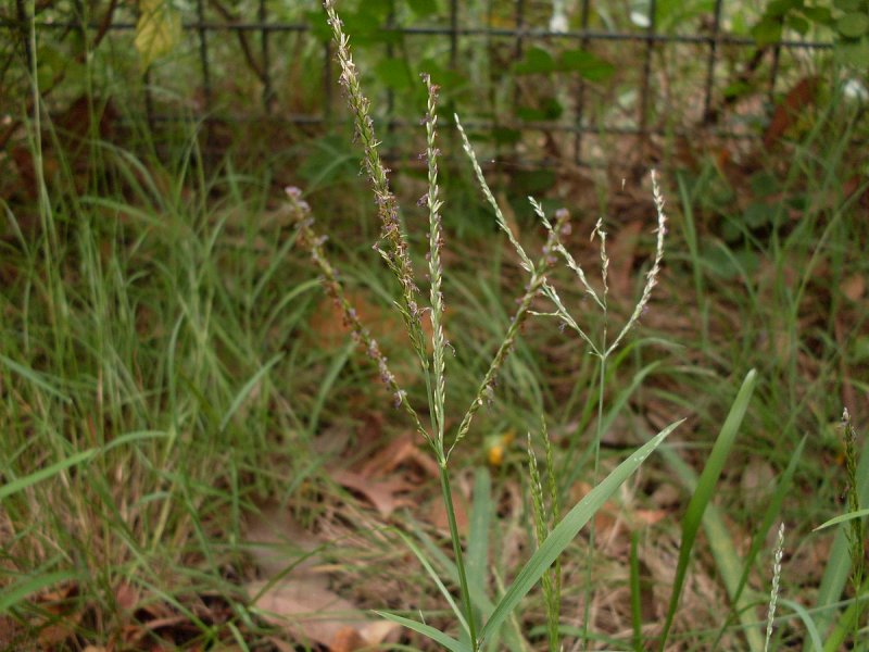 Щетинник зелёный (Setaria viridis)