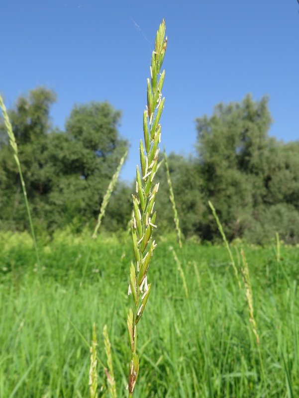 Пырей ползучий (Elytrigia repens)