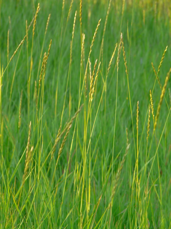 Пырей ползучий Agropyron repens