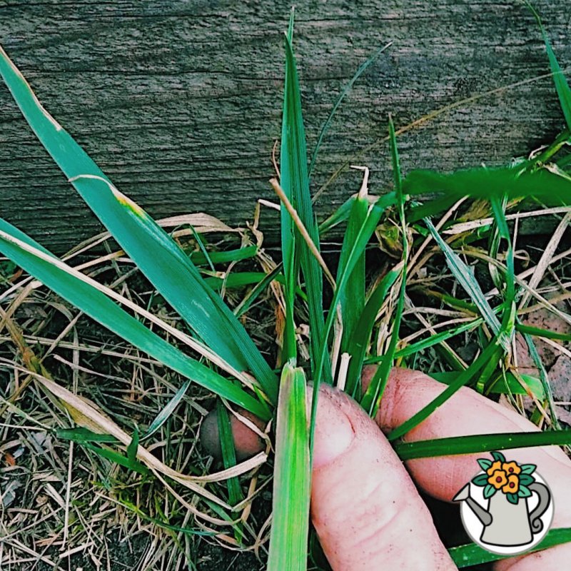 Пырей ползучий (Elymus repens)