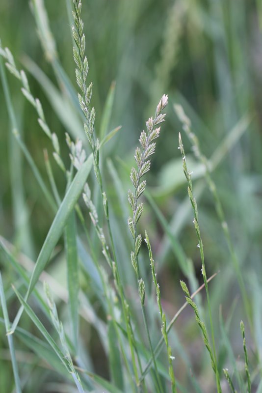 Пырей ползучий (Elymus repens)