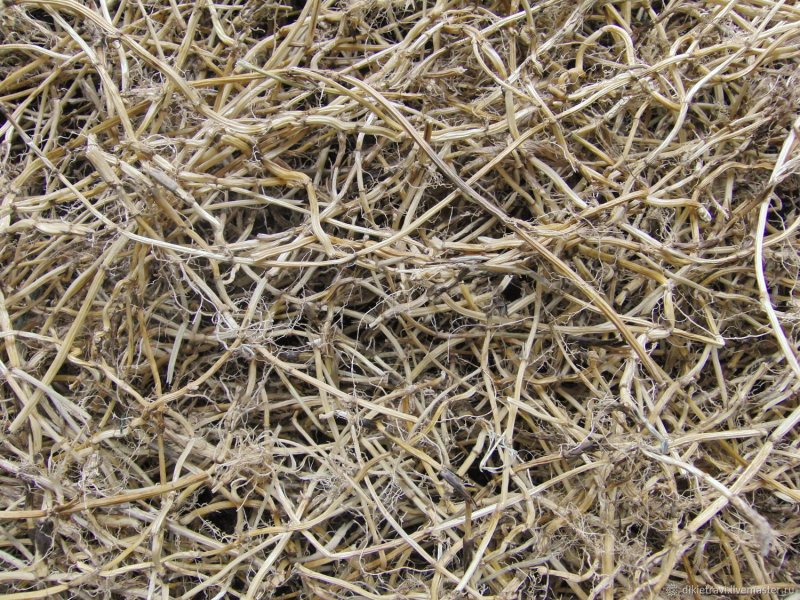 Elytrigia repens blog