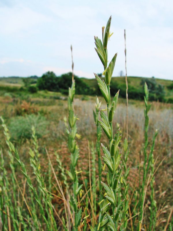 Thinopyrum Intermedium