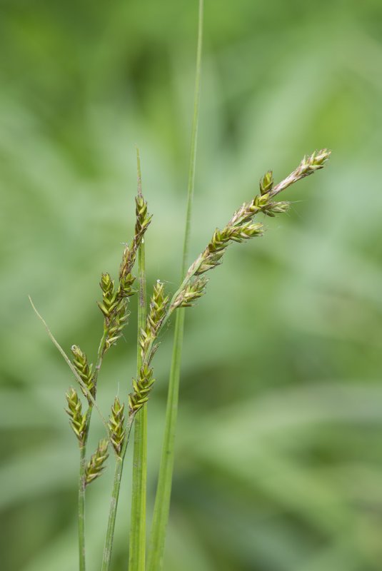 Пырей ползучий – Elytrigia repens (l.) Nevski.
