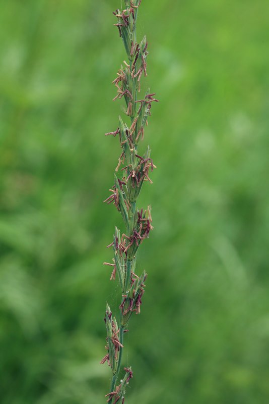 Carex juncella