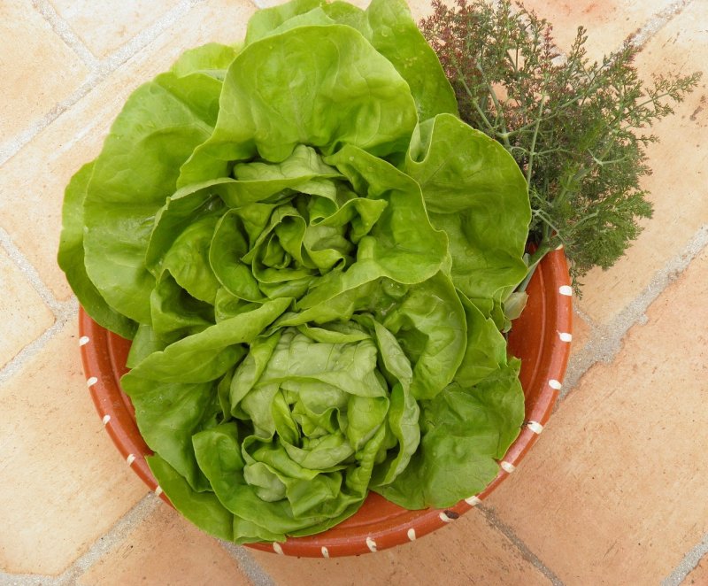 Салат латук листовой
