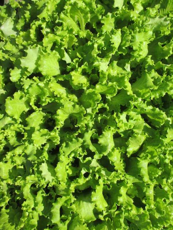 Хоста lettuce Salad