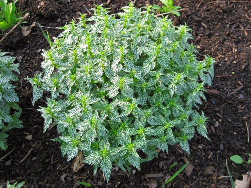 (Lamium) зеленчуковая