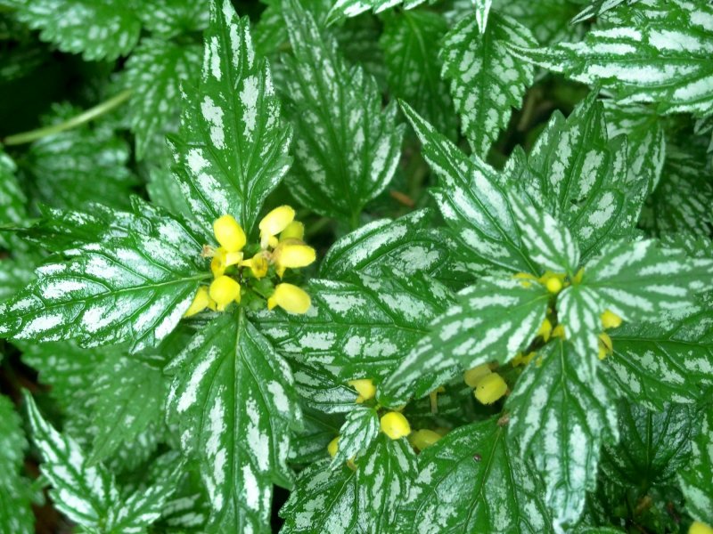 Lamium galeobdolon
