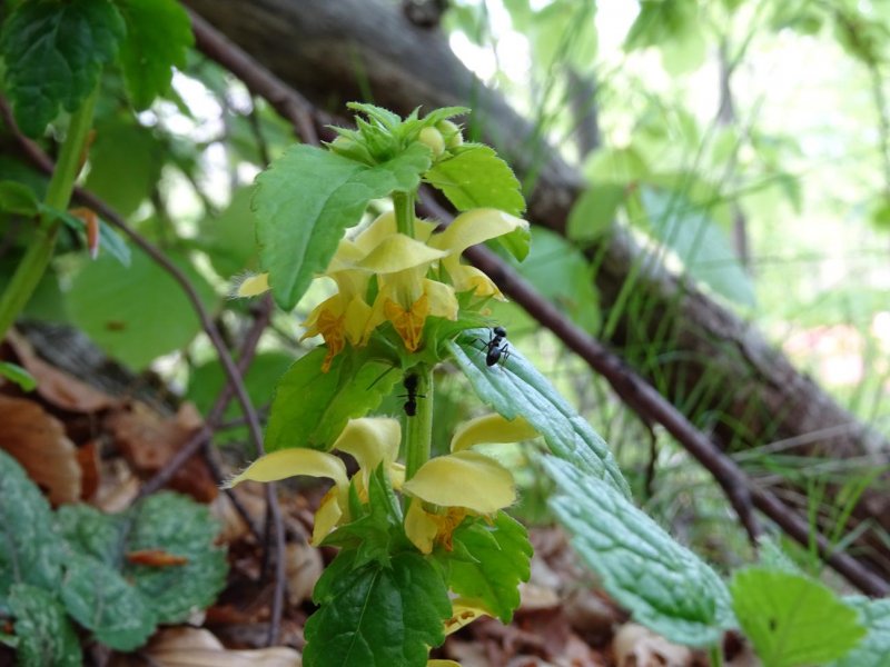 Зеленчук / Lamium galeobdolon