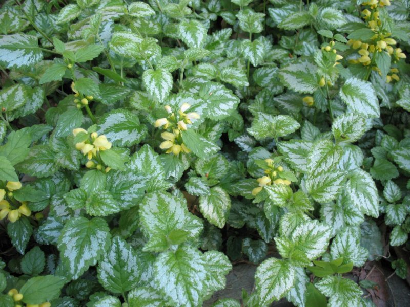 Яснотка зеленчуковая (Lamium galeobdolon `Golden Anniversary`)