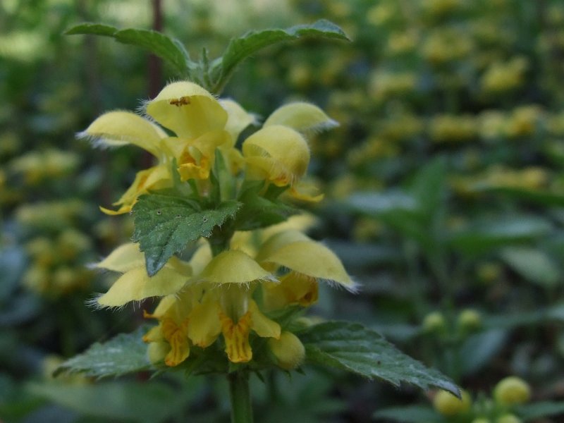 Зеленчук / Lamium galeobdolon
