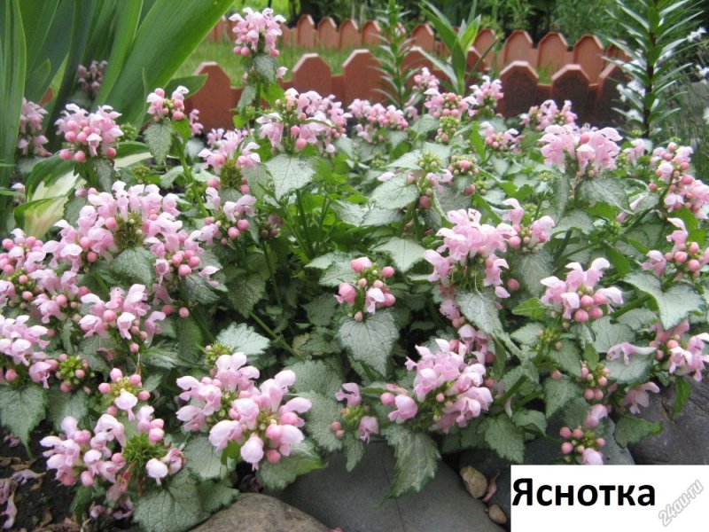 Травы. Спорыш.кипрей.яснотка