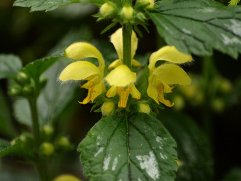 Яснотка зеленчуковая "Lamium galeobdolon"