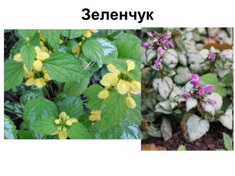 Плектрантус Зеленчук
