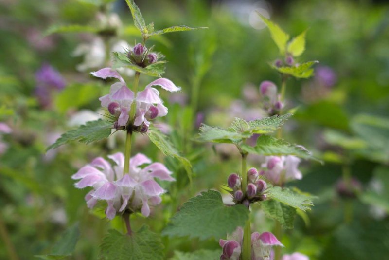 Яснотка зеленчуковая (Lamium galeobdolon `Golden Anniversary`)