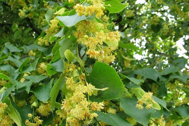 Липа мелколистная, черёмуха