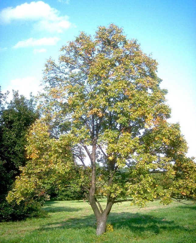 Дерево Tilia