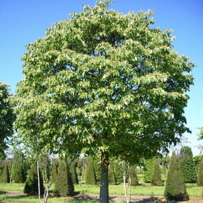 Липа мелколистная Tilia cordata