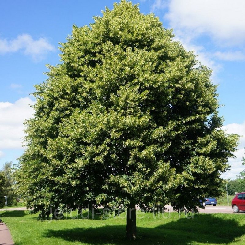 Липа мелколистная Tilia cordata