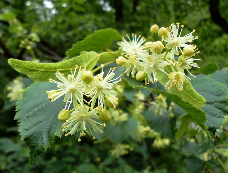 Липа мелколистная Tilia cordata