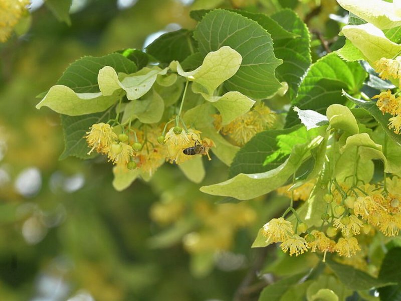 Липа виноградолистная