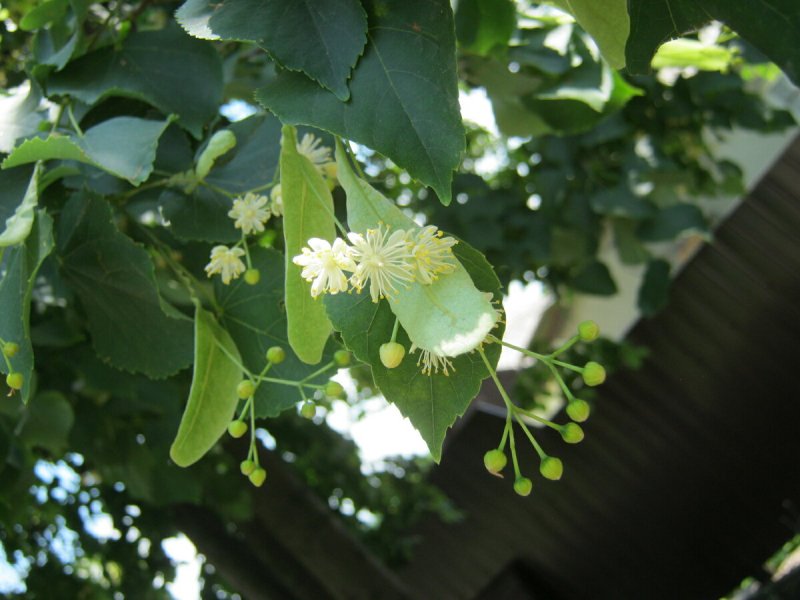 Липа cordifolia