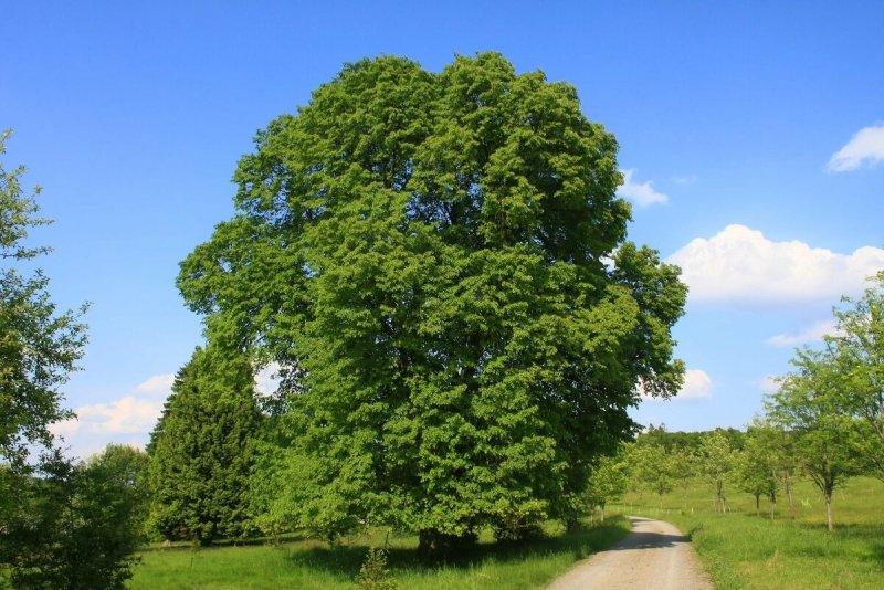 Липа крупнолистная – Tilia