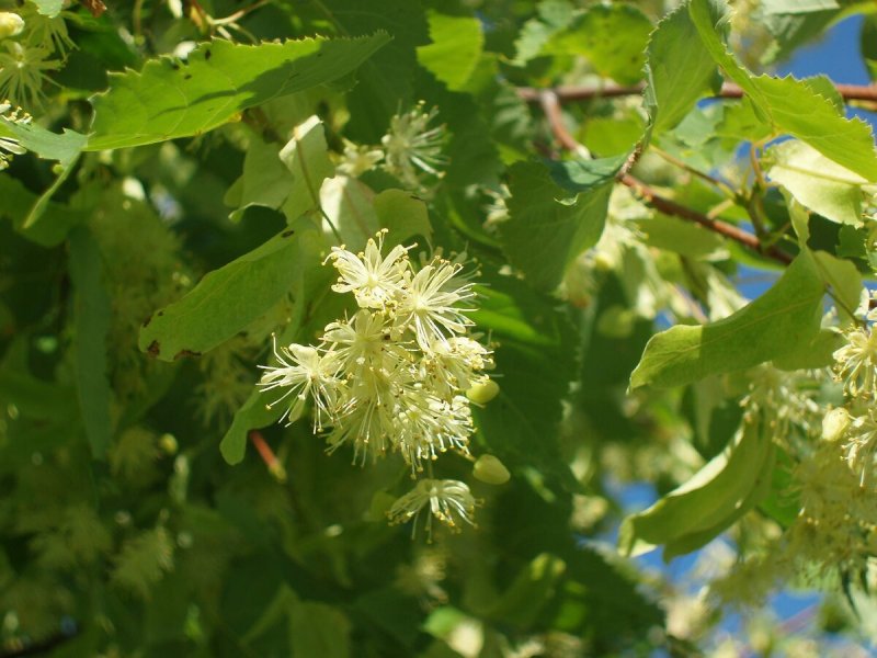 Липа Кавказская крупнолистная