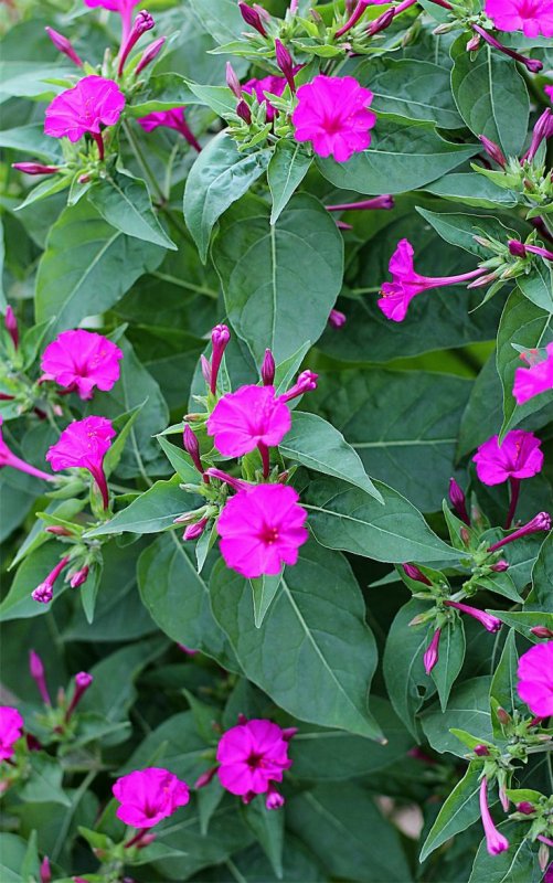 Mirabilis актриса