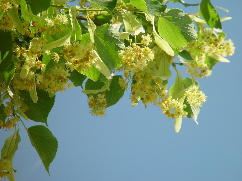 Липа мелколистная Tilia cordata