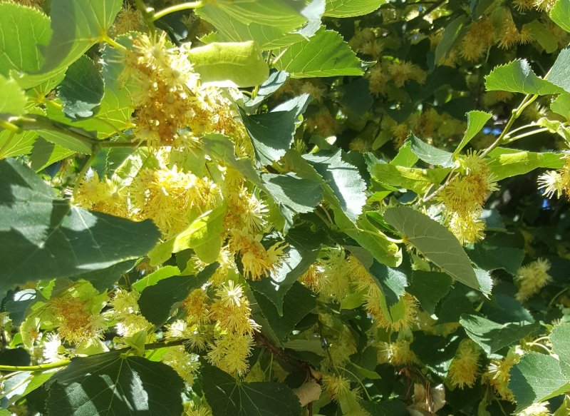 Липа сердцевидная Greenspire