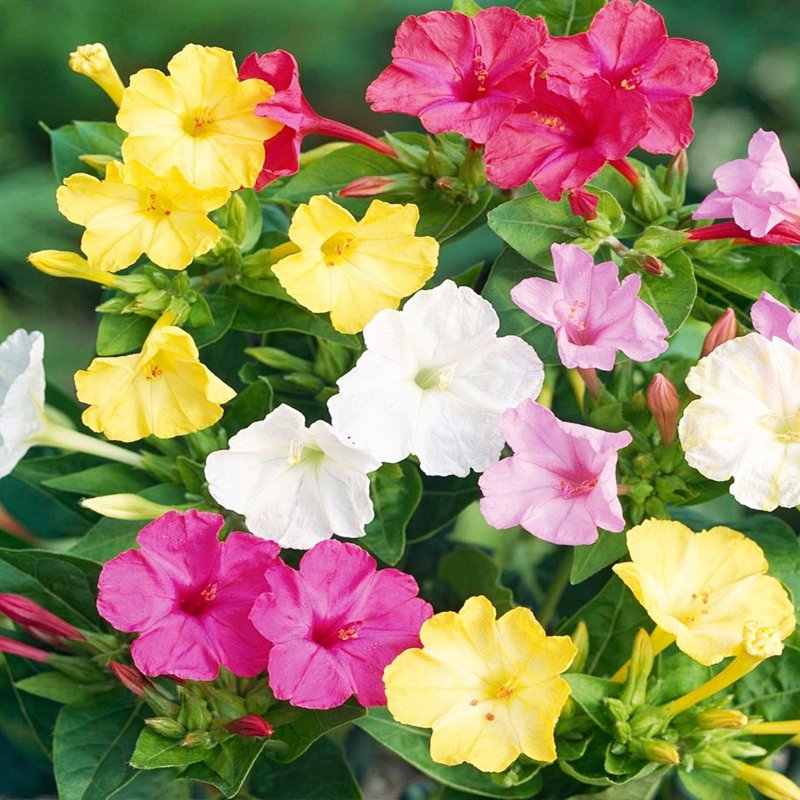 Ночная красавица Mirabilis Jalapa