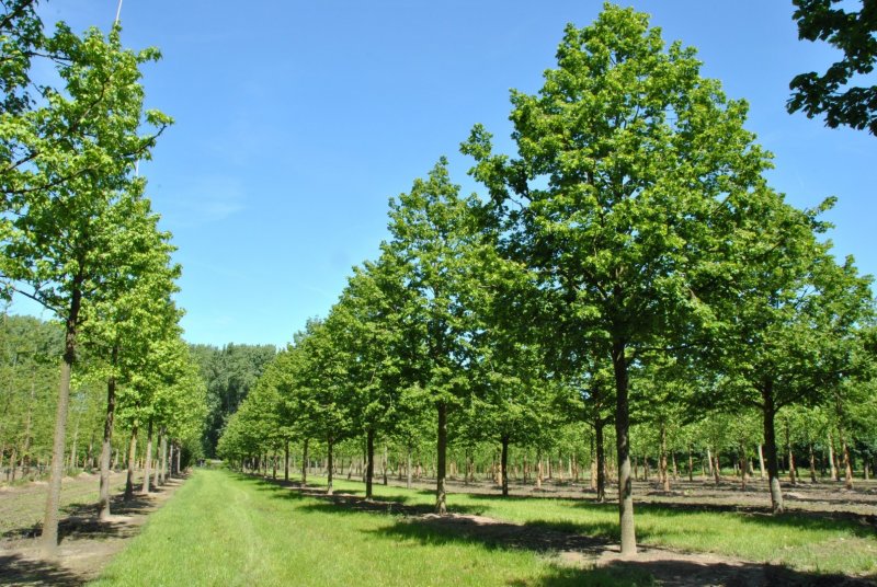 Липа мелколистная Tilia cordata