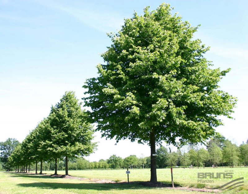 Липа Амурская (Tilia amurensis l.)