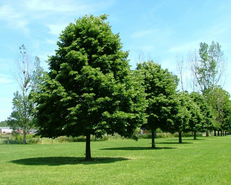 Липа мелколистная в городе