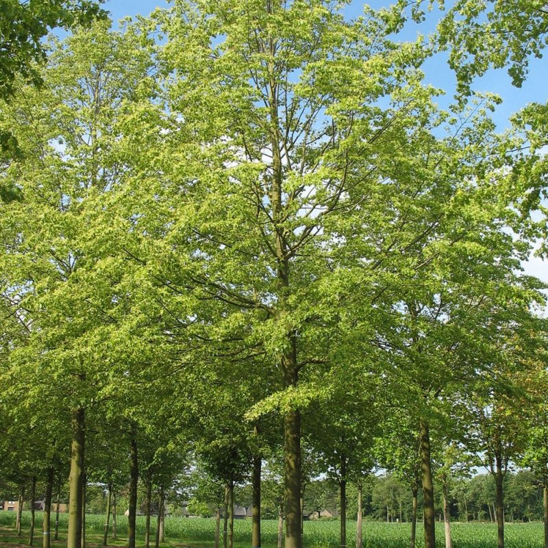 Липа мелколистная Rancho