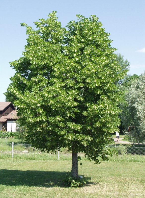 Липа крупнолистная Рубра