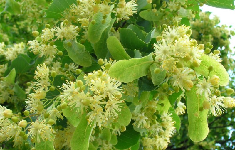 Липа Амурская, мелколистная